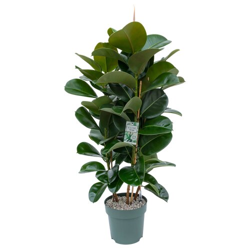 Ficus 'Makana' 120cm hoog, in 27cm-pot - afbeelding 1