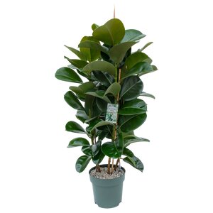 Ficus 'Makana' 120cm hoog, in 27cm-pot - afbeelding 1