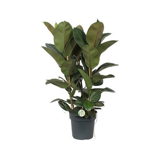 Ficus Elastica