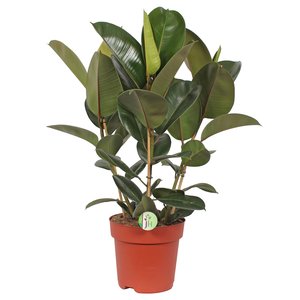 Ficus elastica 'Robusta', in 27cm-pot 85cm hoog