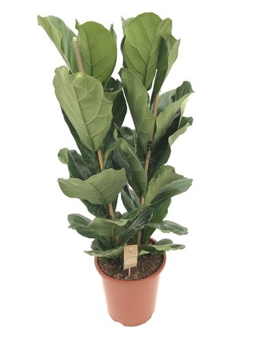 Ficus Lyrata, in 34cm-pot 140cm hoog