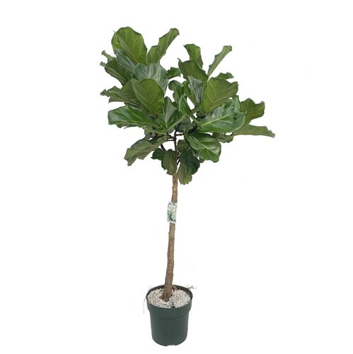 Ficus lyrata op stam 140-160cm hoog, in 27cm-pot