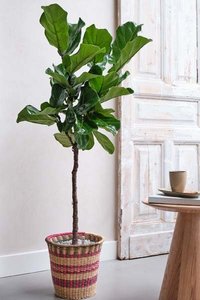 Ficus Lyrata, in 27cm-pot - afbeelding 2