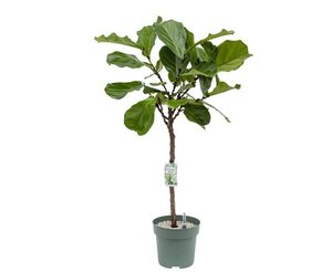 Ficus Lyrata, in 27cm-pot - afbeelding 1