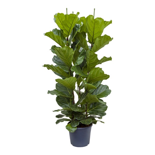 Ficus Lyrata, in 35cm-pot 135cm hoog