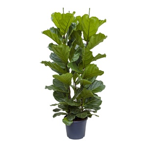 Ficus Lyrata, in 35cm-pot 135cm hoog