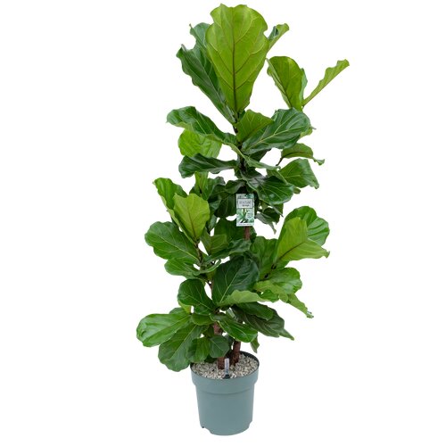 Ficus Lyrata Multistam, in 30cm-pot