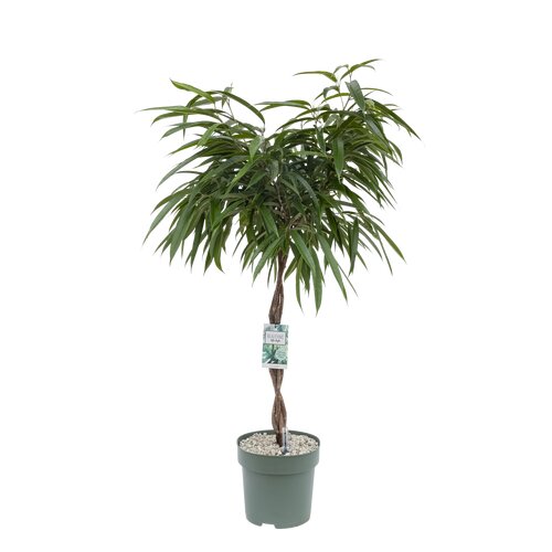 Ficus Mahori, in 27cm-pot - afbeelding 1