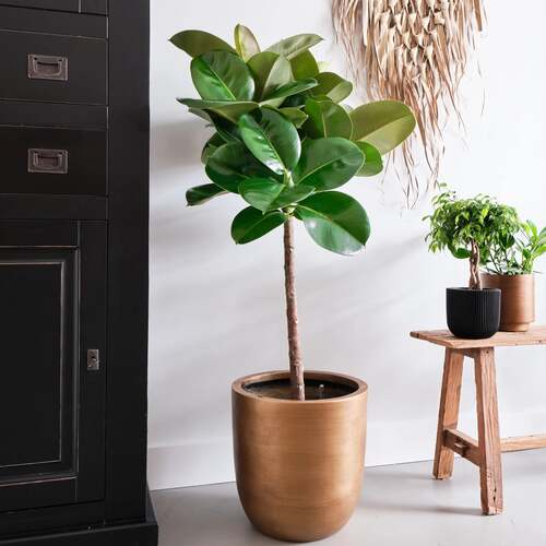Ficus Makana, in 27cm-pot - afbeelding 2