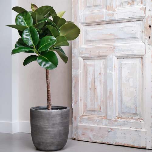 Ficus Makana, in 27cm-pot - afbeelding 3