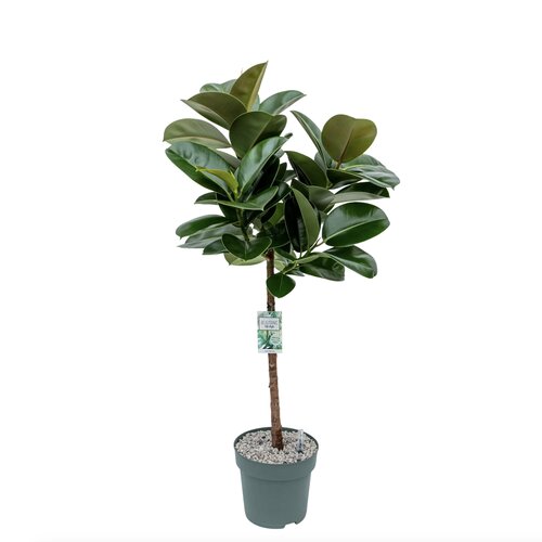 Ficus Makana, in 27cm-pot - afbeelding 1