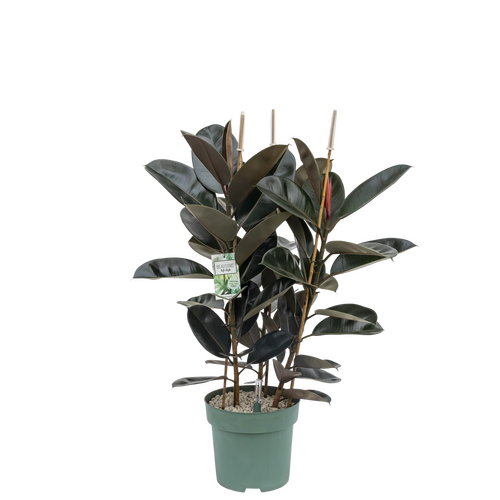 Ficus Mandela in 30cm-pot