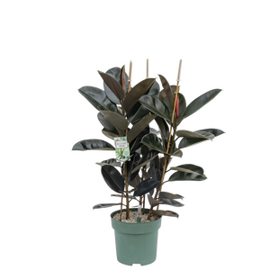 Ficus Mandela in 30cm-pot