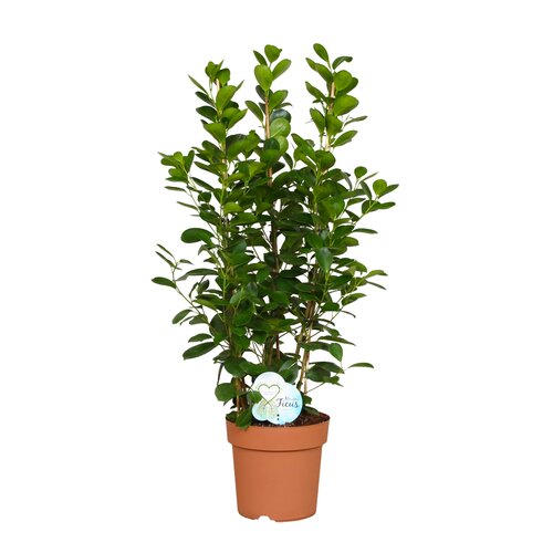 Ficus Moclamé, in 24cm-pot 90cm hoog