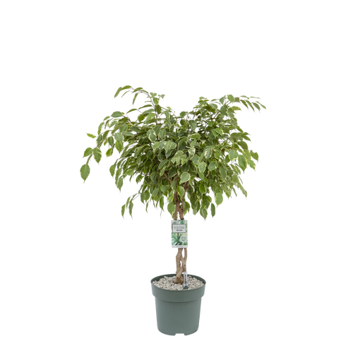 Ficus Safrana  in 27cm-pot