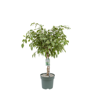 Ficus Safrana  in 27cm-pot