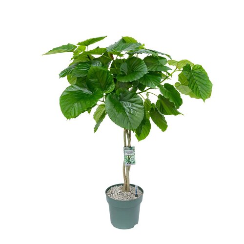 Ficus Umbellata, in 27cm-pot