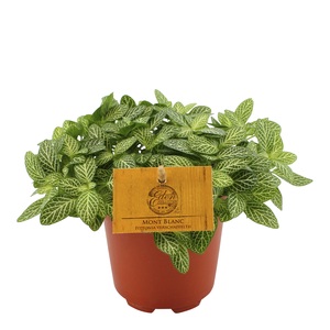 Fittonia Verschaffeltii, in 5.5cm-pot - afbeelding 1