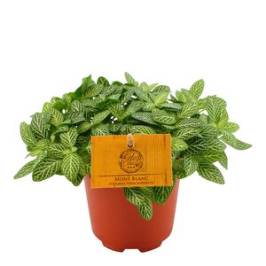 Fittonia Verschaffeltii Mont Blanc, in 10.5cm-pot