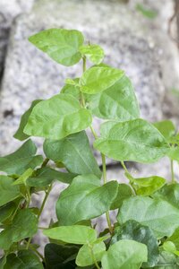 Weber folievoering Smoque 5st - afbeelding 5