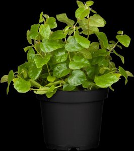 Weber folievoering Smoque 5st - afbeelding 2