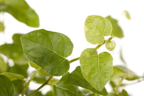 Weber folievoering Smoque 5st - afbeelding 3