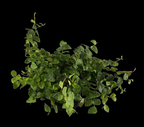 Weber folievoering Smoque 5st - afbeelding 1