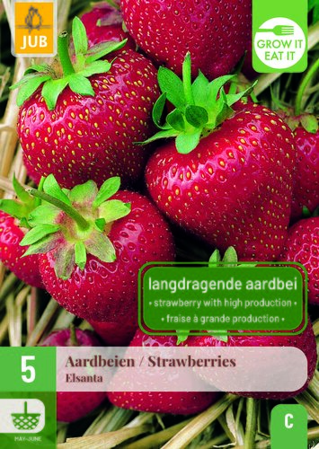 Fragaria / aardbeien elsanta 5st