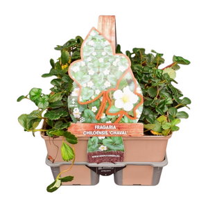 Fragaria chil. Chaval in sixpack - afbeelding 1