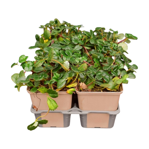 Fragaria chil. Chaval in sixpack - afbeelding 2