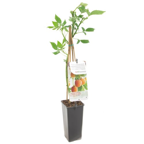 Frambozenstruik (Rubus idaeus Fallgold), in pot