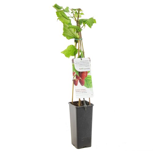 Frambozenstruik (Rubus idaeus Glen Ample), in pot