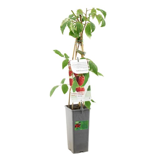 Frambozenstruik (Rubus idaeus Heritage), in pot