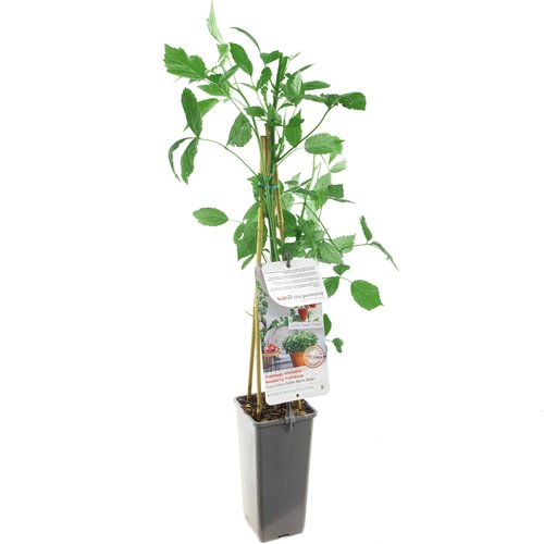 Frambozenstruik (Rubus idaeus Little Sweet Sister), in pot