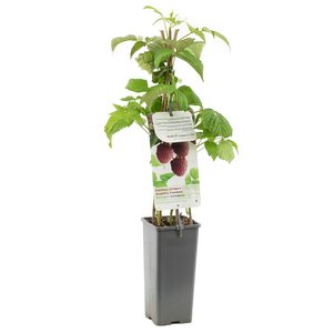 Frambozenstruik (Rubus idaeus Schönemann), in pot