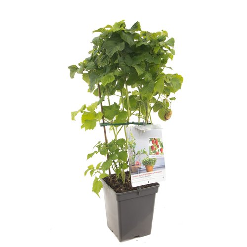 Frambozenstruik (Rubus idaeus Sweet Sunshine), in pot