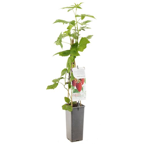 Frambozenstruik (Rubus idaeus Tulamagic), in pot