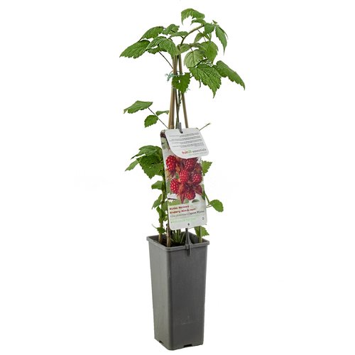 Frambozenstruik (Rubus ph. Japanse Wijnbes), in pot