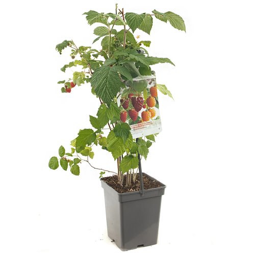 Frambozenstruik (Rubus id. Quatro-framboos), in pot