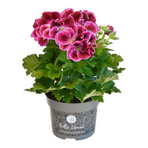 Franse geranium, in 12cm-pot - afbeelding 1