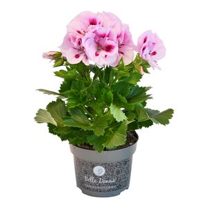 Franse geranium, in 12cm-pot - afbeelding 2