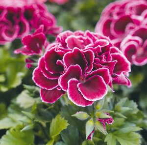 Franse geranium, in 12cm-pot - afbeelding 3