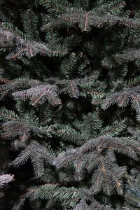 Frasier x-mas tree blue - h155xd109cm - afbeelding 1