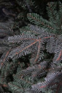 Frasier x-mas tree blue - h215xd145cm - afbeelding 3