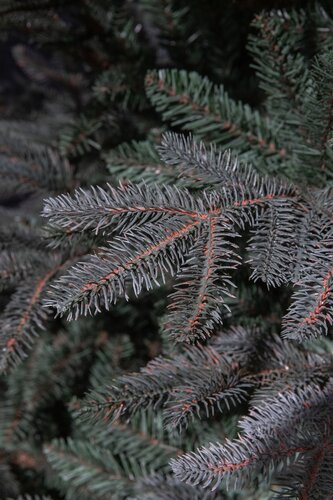 Frasier x-mas tree blue - h260xd160cm - afbeelding 3