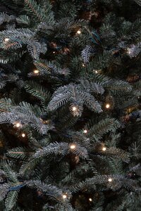 Frasier x-mas tree led blue - h185xd124cm - afbeelding 2
