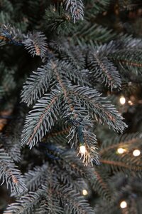 Frasier x-mas tree led blue - h215xd145cm - afbeelding 3