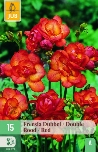 Freesia dubbel rood 15st