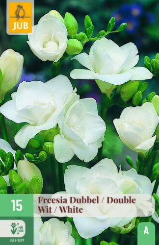 Freesia dubbel wit 15st