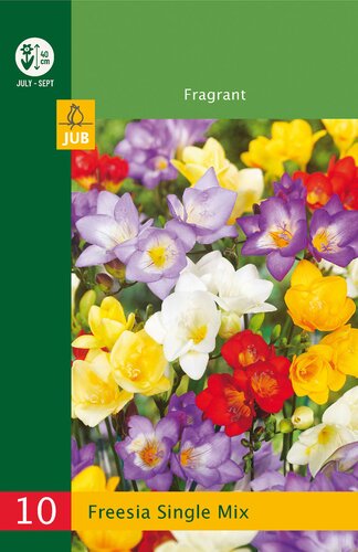 Freesia single mix 10st